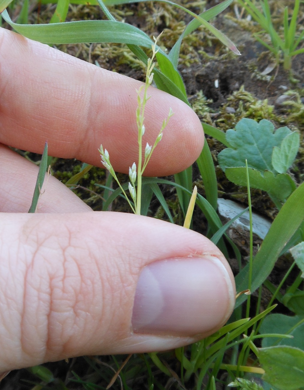 Poa infirma Kunth / Fienarola minore